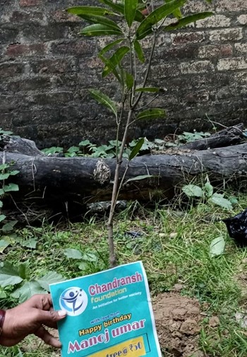 Plant a Tree